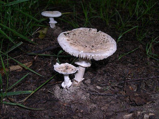 Isabellfarbiger Wulstling, Amanita eliae