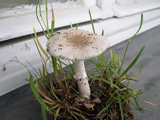 Isabellfarbiger Wulstling, Amanita eliae