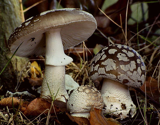 Grauer Wulstling, Amanita excelsa