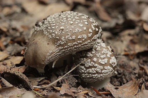 Grauer Wulstling, Amanita excelsa
