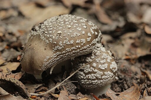Grauer Wulstling, Amanita excelsa