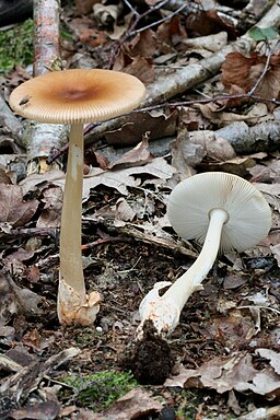 Rotbrauner Streifling, Amanita fulva