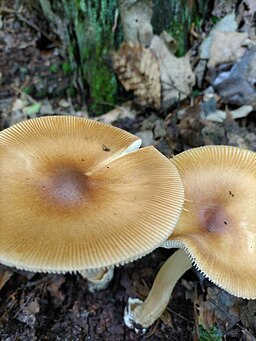 Rotbrauner Streifling, Amanita fulva