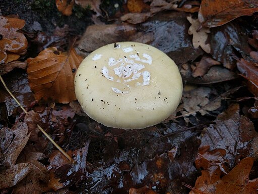 Narzissengelber Wulstling, Amanita gemmata