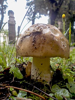 Ockergrauer Riesen-Scheidenstreifling, Amanita lividopallescens