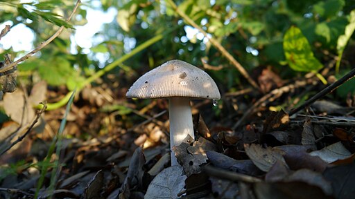 Ockergrauer Riesen-Scheidenstreifling, Amanita lividopallescens