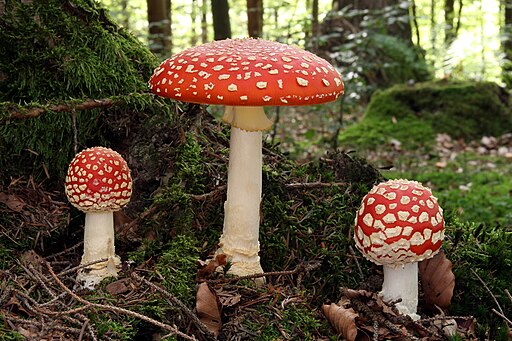 Fliegenpilz, Amanita muscaria