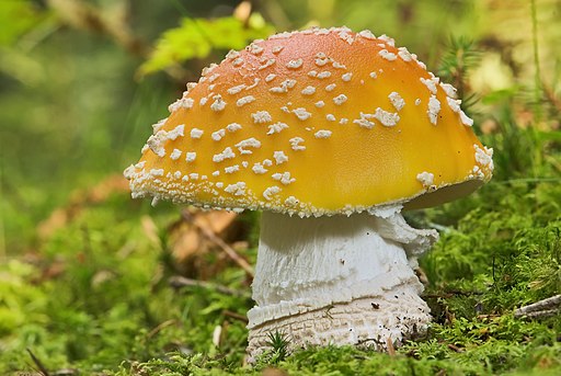Fliegenpilz, Amanita muscaria
