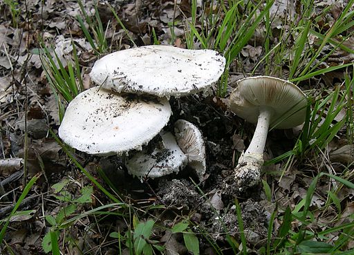 Echter Eier-Wulstling, Amanita ovoidea