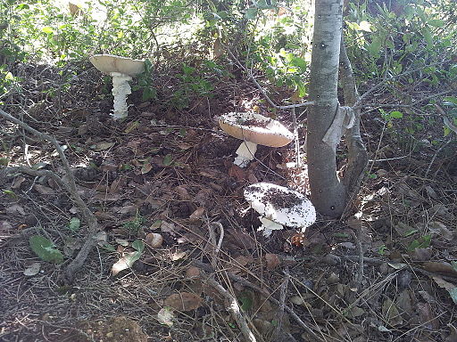Echter Eier-Wulstling, Amanita ovoidea