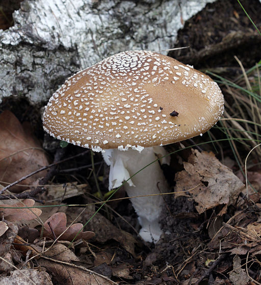 Pantherpilz, Amanita pantherina
