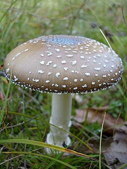 Pantherpilz, Amanita pantherina