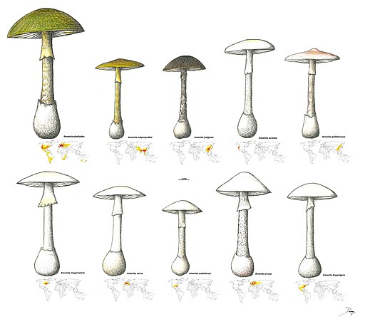 Grüner Knollenblätterpilz, Amanita phalloides