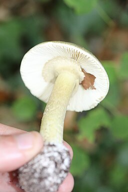 Weisser Knollenblätterpilz, Amanita phalloides var. alba
