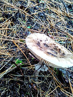 Porphyrbrauner Wulstling, Amanita porphyria
