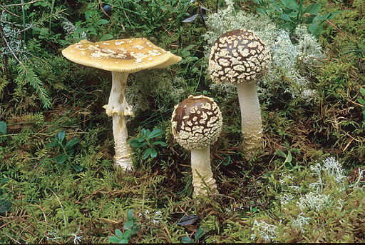 Königs-Fliegenpilz, Amanita regalis