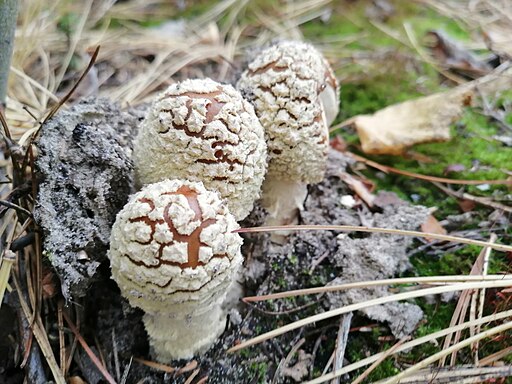 Königs-Fliegenpilz, Amanita regalis