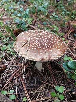 Königs-Fliegenpilz, Amanita regalis