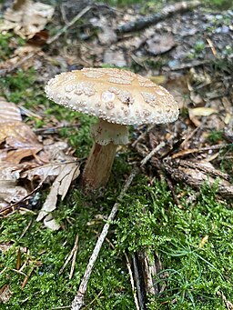 Perlpilz, Amanita rubescens