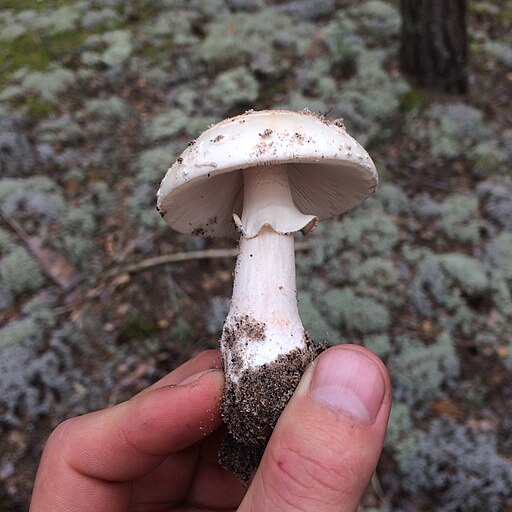 Perlpilz, Amanita rubescens