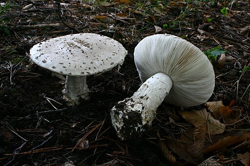 Fransiger Wulstling, Amanita strobiliformis