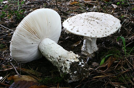 Fransiger Wulstling, Amanita strobiliformis