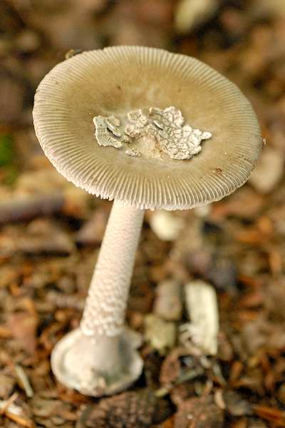 Grauhäutiger Scheidenstreifling