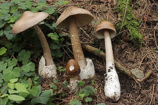 Grauhäutiger Scheidenstreifling, Amanita submembranacea