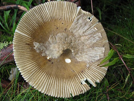 Grauhäutiger Scheidenstreifling, Amanita submembranacea