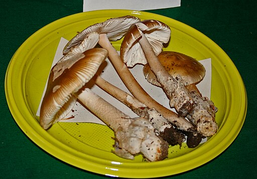 Zweifarbiger Scheidenstreifling