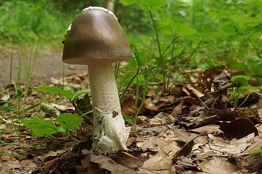 Zweifarbiger Scheidenstreifling, Amanita umbrinolutea