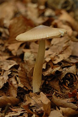 Zweifarbiger Scheidenstreifling, Amanita umbrinolutea