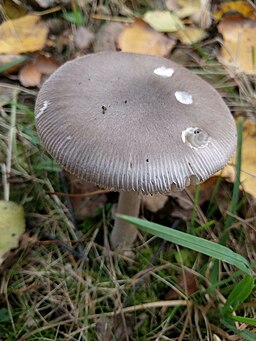 Grauer Scheidenstreifling
