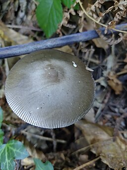 Grauer Scheidenstreifling, Amanita vaginata
