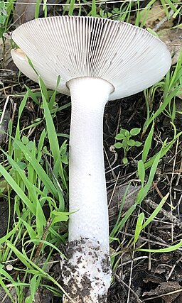 Grauer Scheidenstreifling, Amanita vaginata