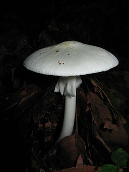 Frühlings-Knollenblätterpilz, Amanita verna