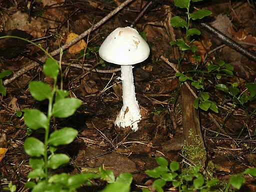 Kegelhütiger Knollenblätterpilz, Amanita virosa