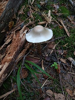 Kegelhütiger Knollenblätterpilz, Amanita virosa