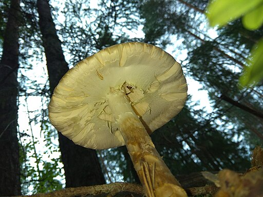 Kegelhütiger Knollenblätterpilz, Amanita virosa