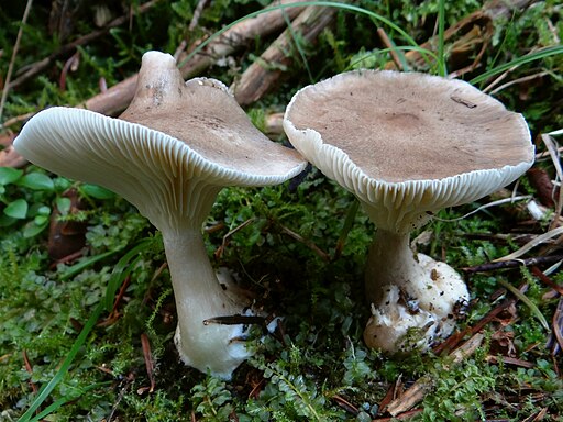 Keulenfuß-Trichterling, Ampulloclitocybe clavipes