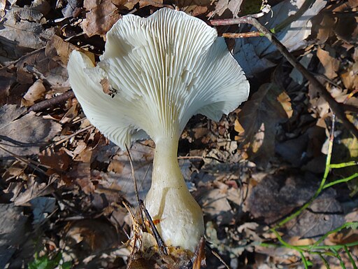 Keulenfuß-Trichterling, Ampulloclitocybe clavipes
