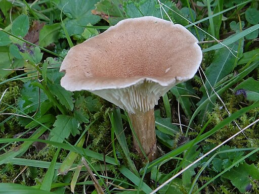 Keulenfuß-Trichterling, Ampulloclitocybe clavipes