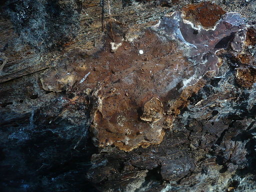 Braunfilziger Schichtpilz