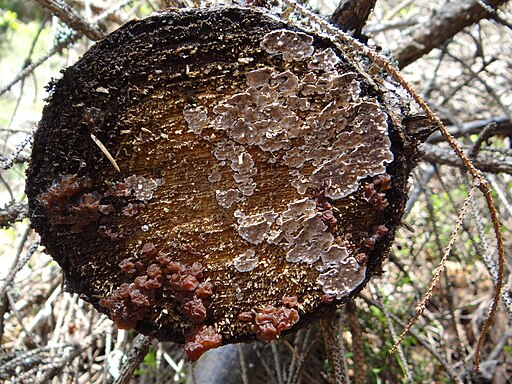 Braunfilziger Schichtpilz, Amylostereum areolatum