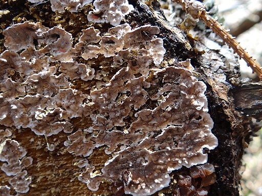 Braunfilziger Schichtpilz, Amylostereum areolatum