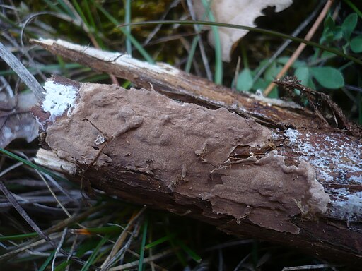 Wacholder-Schichtpilz