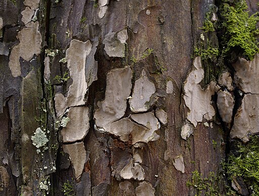 Wacholder-Schichtpilz, Amylostereum laevigatum