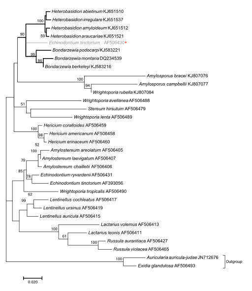 Wacholder-Schichtpilz, Amylostereum laevigatum