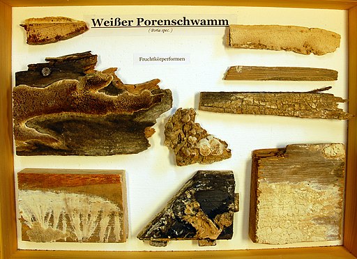Wellige Braunfäuletramete