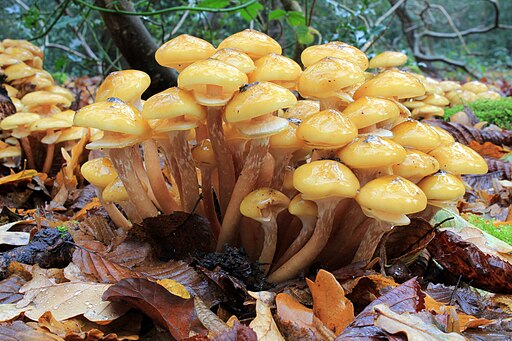 Honiggelber Hallimasch, Armillaria mellea